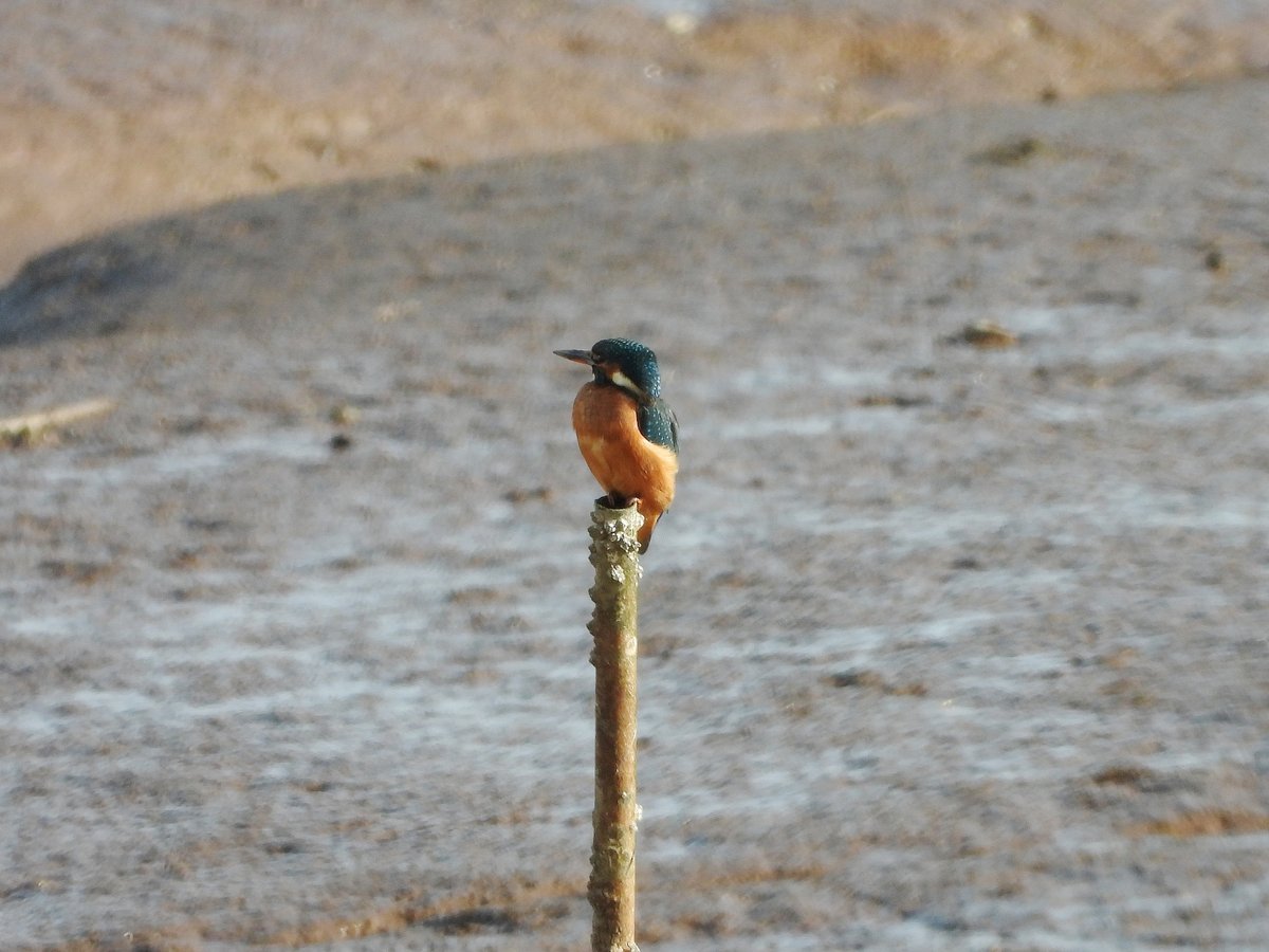 exeterbirder's tweet photo. Spotted Redshank, 14 Avocet, c20 Greenshank, 6 Gadwall, Cattle Egret amongst the regulars on #BowlingGreenMarsh + Kingfisher, Red-breasted Merganser from the #ViewPlatform + 3 Brambling amongst the finch flock at #DartsFarm this pm https://t.co/AYOdeZNAwP