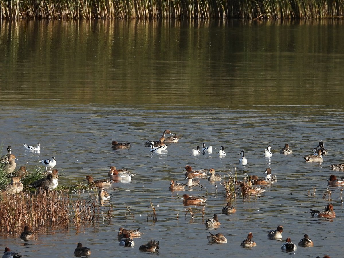 exeterbirder's tweet photo. Spotted Redshank, 14 Avocet, c20 Greenshank, 6 Gadwall, Cattle Egret amongst the regulars on #BowlingGreenMarsh + Kingfisher, Red-breasted Merganser from the #ViewPlatform + 3 Brambling amongst the finch flock at #DartsFarm this pm https://t.co/AYOdeZNAwP