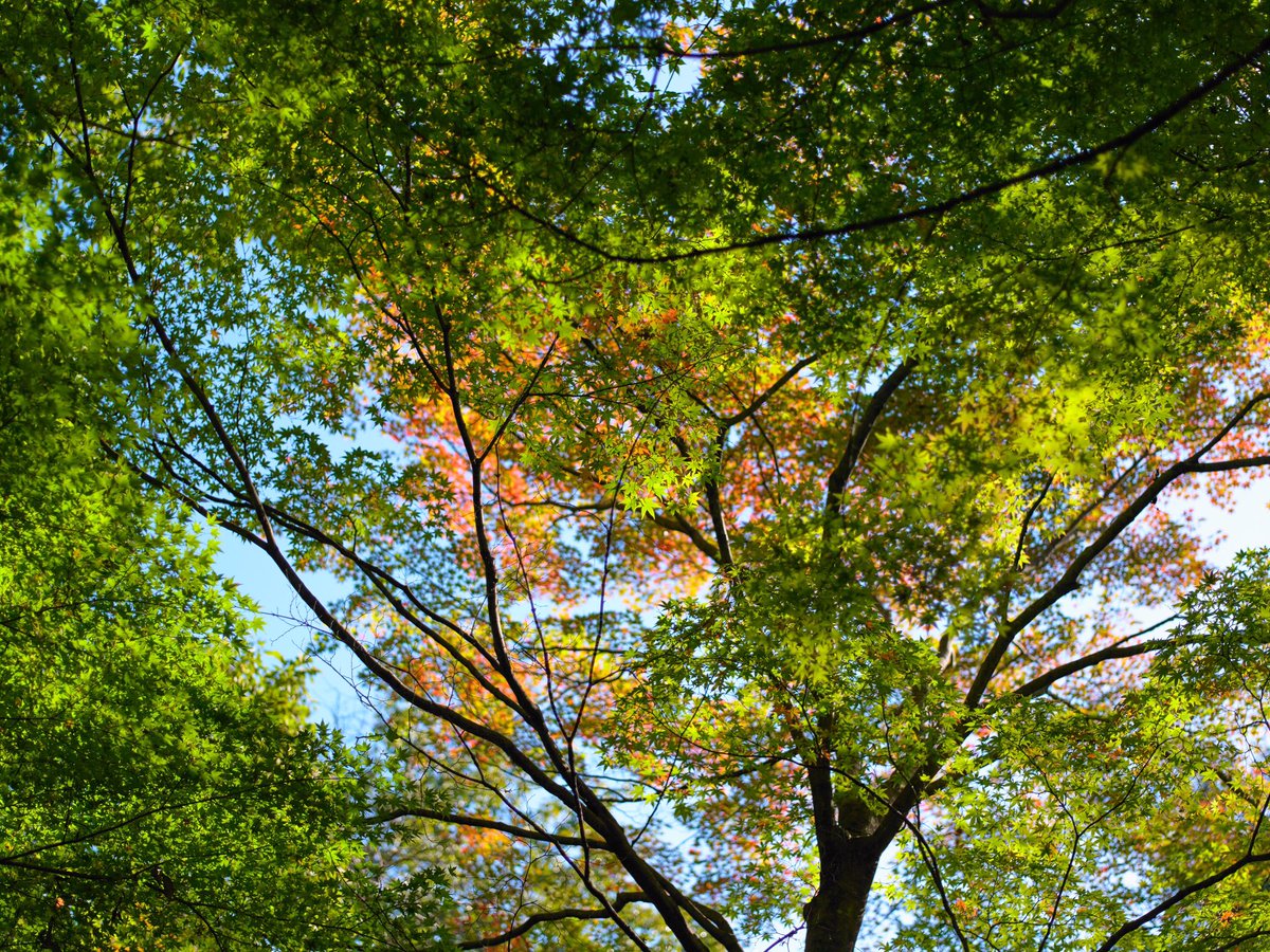 ・
forest bath
・
・
#nature #forestbath #trees
#leaf #naturephotograph