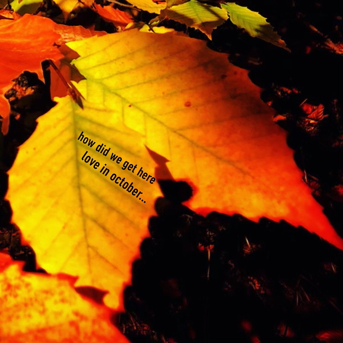 ShipsHaveSailed's tweet photo. How did we get here? π
#MondayMood #November #HowDidWeGetHere #LoveInOctober https://t.co/GZfWA3eiSs