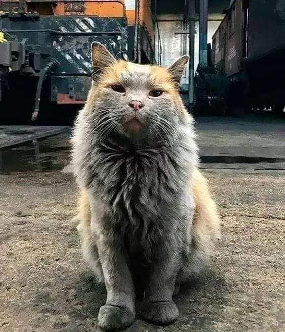 Los gatos pueden resistir el hambre hasta 1 semana en promedio, pero no más de 2 a 3 días en caso de sed
Si ves un gato que no está limpio, entiende que ha estado deshidratado durante días (y por ello no se ha asicalado)
Las glándulas salivales no están funcionando, debido a que