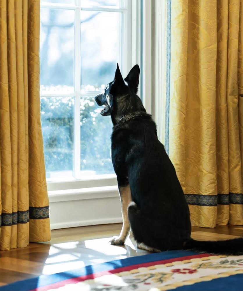 🐾 Guess who I’m meeting for a zoomies sesh? Poppet #ROTUS, pawf course. She has lots of energy, just like me, so we always have a great time. Poppet is a fast runner and she does get me tired as I try to keep up with her. My parents love that as then I’m ready for a nap. Awooof!