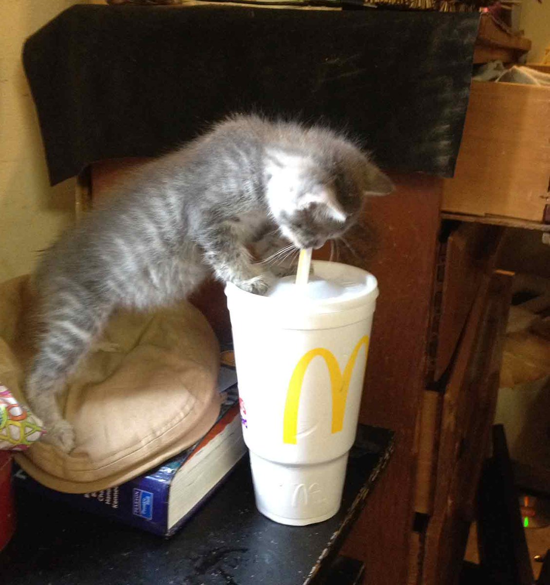 catsnkittys's tweet photo. Kitty has worked up a bit of a thirst!

[See ALL our best cat Pix here - https://t.co/IGSN4Lw3WT] https://t.co/DqUl3PgmXW