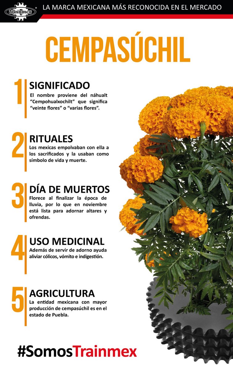 TrainmexMX's tweet photo. El ambiente comienza a rodearse de la belleza y el gran aroma del cempasúchil, flor mexicana. 🇲🇽 🌼🌼🌼
#Trainmex presente en la industria agrícola
¡Confía en la marca #Trainmex!🤝 https://t.co/wTss3F9D8s