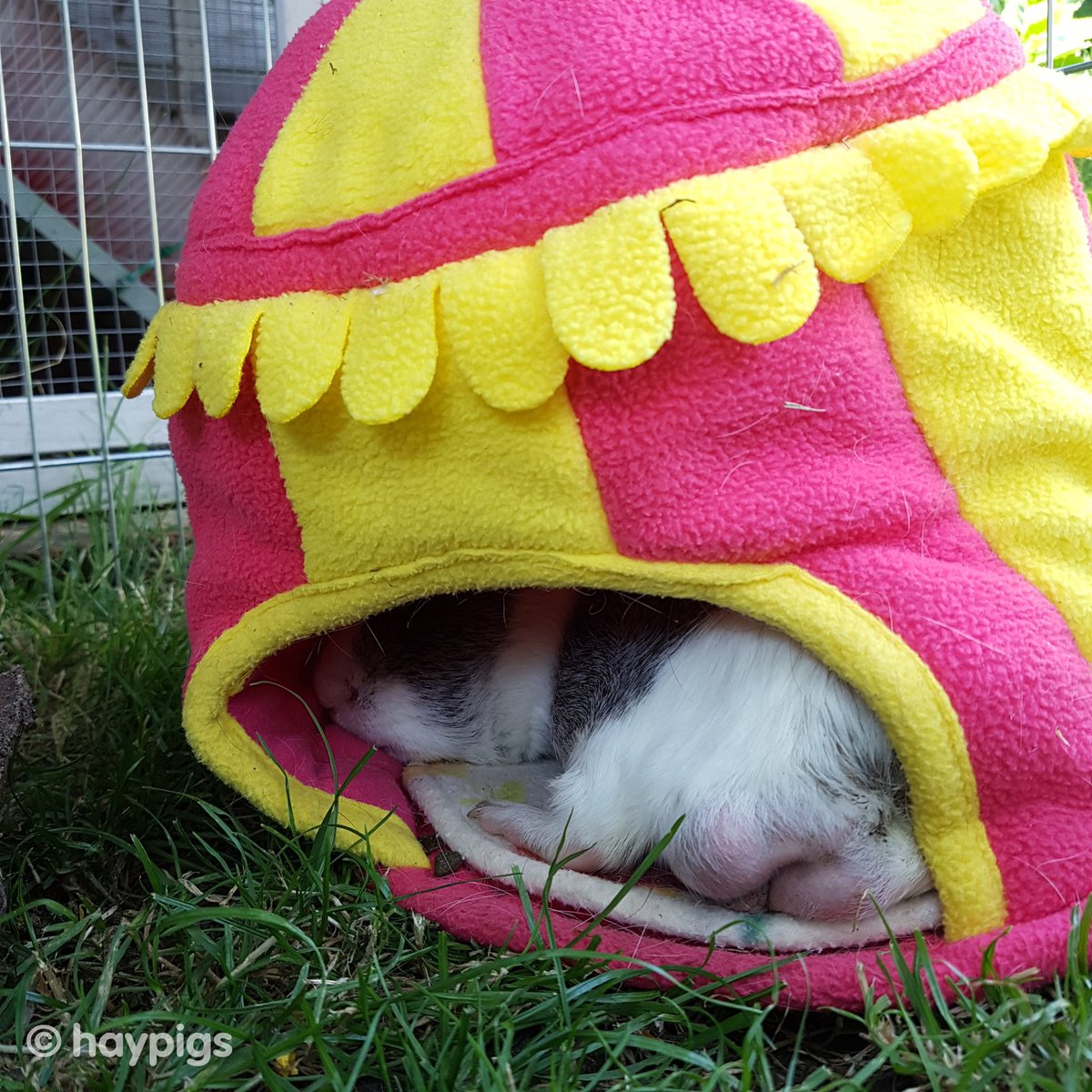 haypigs's tweet photo. It’s so dark! 😱 Any one else struggling to leave their beds in the morning?! 😅😴🎪🐹❤️ #hourchange #dark #stayinginbed #guineapig #sleep #sanctury https://t.co/7ixCUhGheE