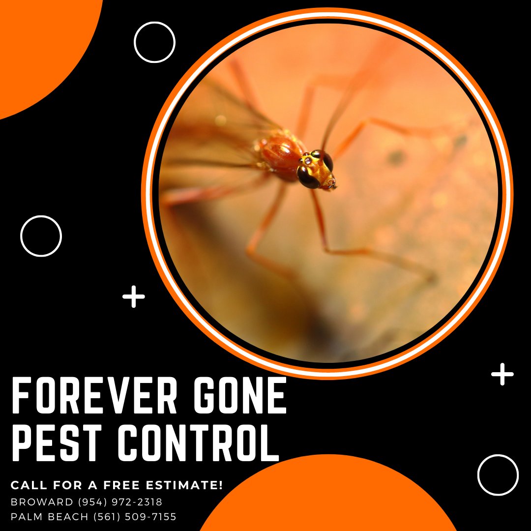 ForeverGonePC's tweet photo. Call for a Free Estimate Today for Your Business or Your Home!

#fall #pest #pestcontrol #southflorida #palmbeach #broward #bugs #forevergonepestcontrol #residential #commercial #lawncare https://t.co/50pOtnHdRv