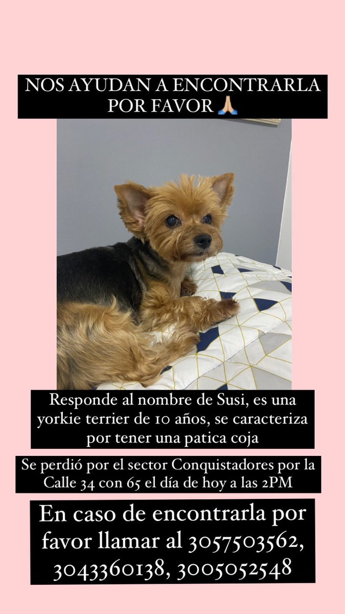 misabelq9's tweet photo. es mi perrita🥺🥺🥺🥺 si l pueden dar  RT sería de gran ayuda 😞😞😞😞 https://t.co/HZpau0lZ7L
