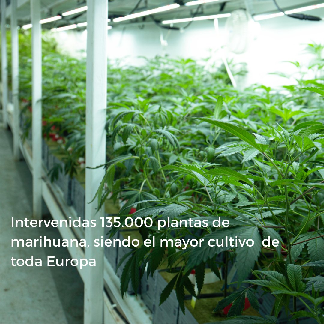 StopContrabando's tweet photo. La #GuardiaCivil ha intervenido un total de 135.000 plantas de #marihuana en una finca dedicada a la plantación de cáñamo legal. Es la mayor plantación incautada por una operación policial en Europa. Hay un total de 10 detenidos.

https://t.co/obhNOFtKNN https://t.co/gPeKPNikbG