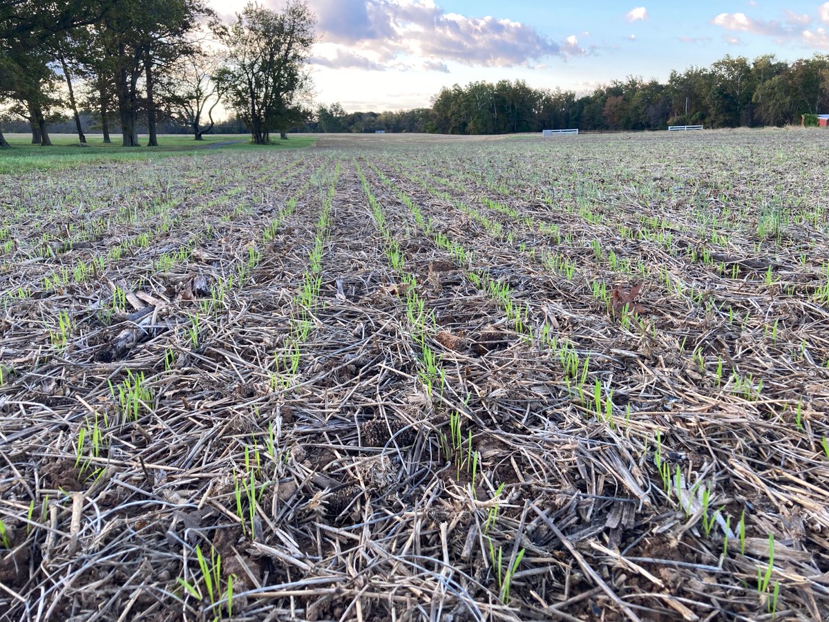 SoilChallenge's tweet photo. #covercrops #4thebay #4thefuture #4thesoil #livingroot #soilarmor #drawdown #NatureBasedSolutions #COP26 https://t.co/o1ceAuKo4u