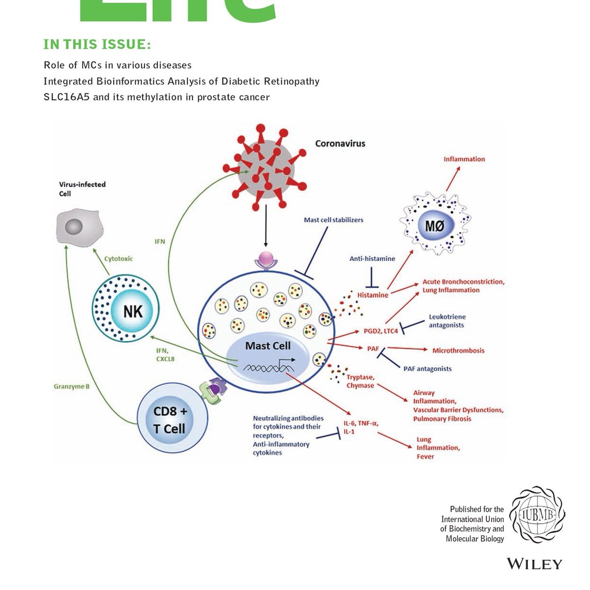 November Issue Off the Press!👇 ♦️Role of #MastCells in various diseases ♦️Integrated #Bioinformatics Analysis Of #DiabeticRetinopathy ♦️#SLC16A5 and its #methylation in #prostatecancer iubmb.onlinelibrary.wiley.com/toc/15216551/2… #HostDefense, #COVID19,#Autoimmunity , #Inflammation,#SLC16A5
