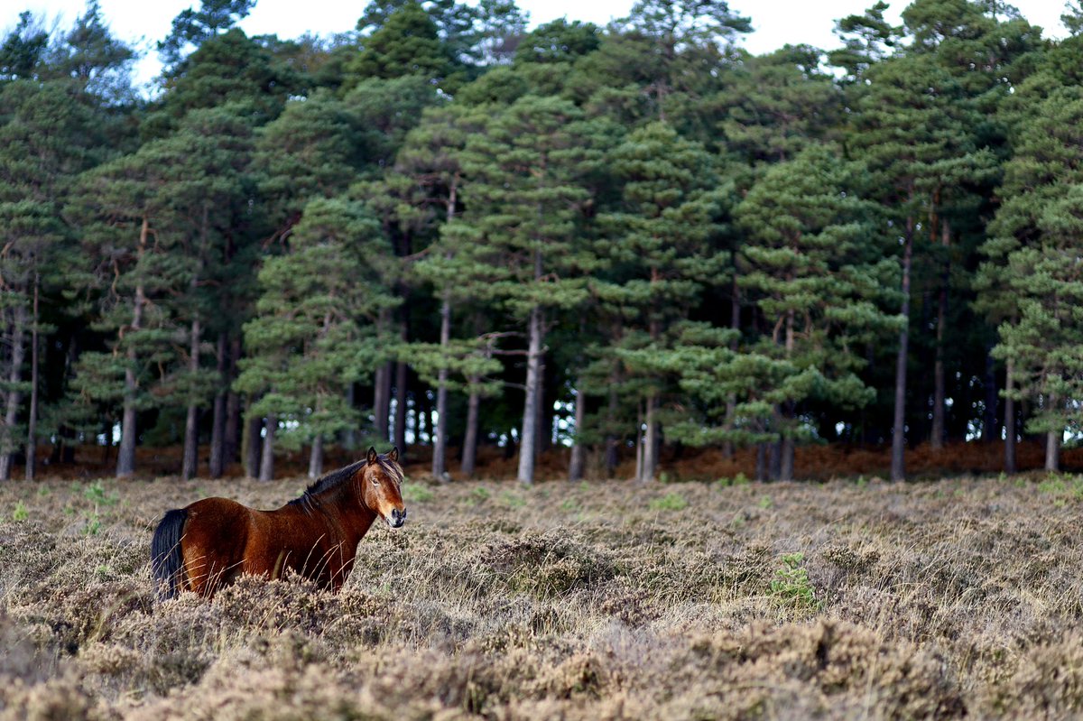 Finding wild horses while adventuring through #NewForest