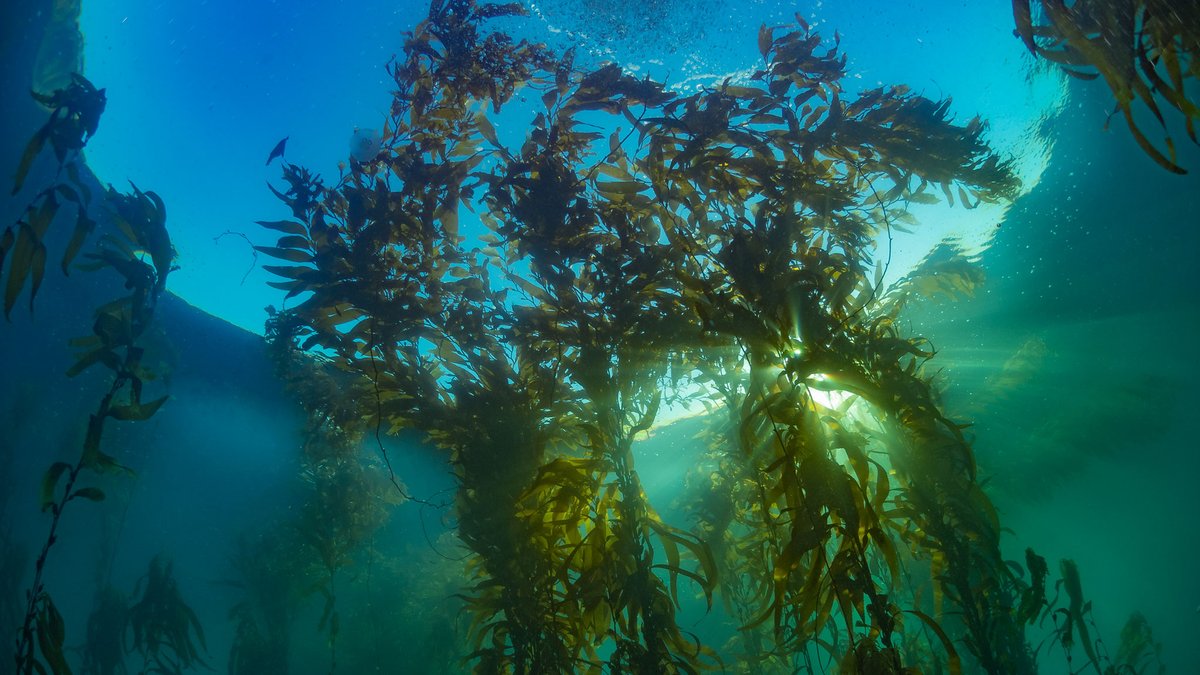 sanctuaries's tweet photo. #COP26 is here! Tune into “Ocean and Climate Ambition from COP25 to COP26 and Beyond” to learn how. #MPABioclimate
@COP26 @JNCC_UK @marinesanctuary @OFBiodiversite @MMAChile @CRMinae https://t.co/Z0jHE3a5de
