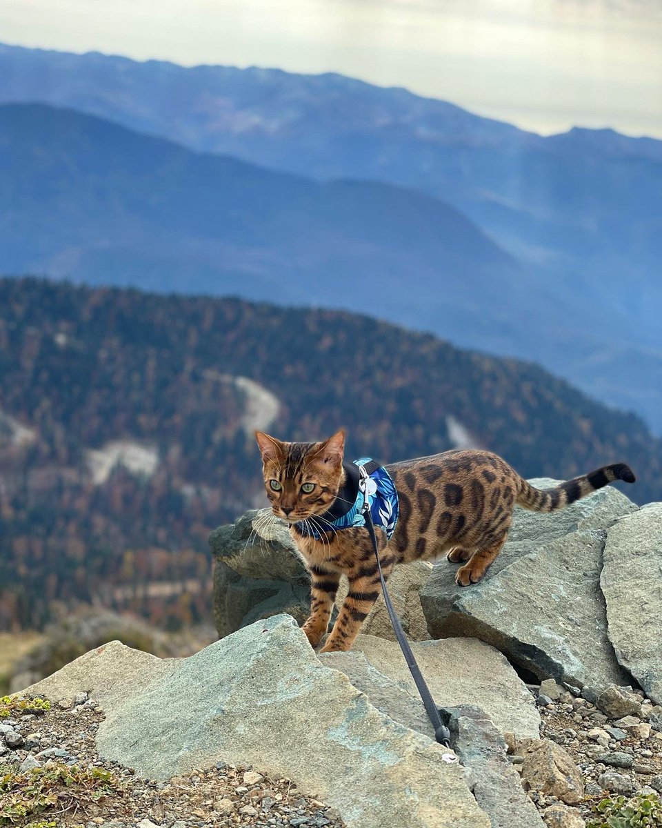 a1142407's tweet photo. @catsofinstagram  Coopy on holiday! (Instagram @cooper.bengal) https://t.co/Km9Nkaiyf2