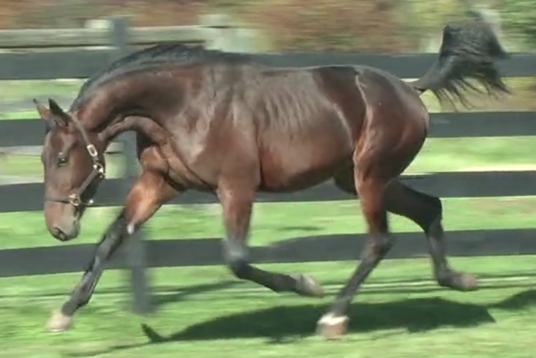 ZetteStable's tweet photo. That time of year again! https://t.co/DUD05Np0Av

@Standardbred Sale Hip #301, IMPERIAL ZETTE by classic sire #CantabHall is the first colt/second foal from Heavenly Zette ($67K LTE; BT 1:55.2) she a half to 1:51.2 performer New Heaven ($450K LTE) and immediate family of MY MVP! https://t.co/W4oNu53YbA