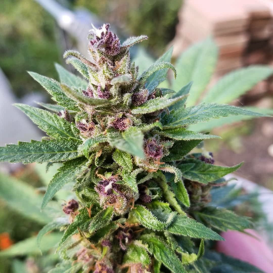 SeedsmanSeeds's tweet photo. 🗻 Alaskan Purple ⛰️  grown by 📸 @cannabrookie - Last girl standing Alaskan #Purple
@seedsmanseeds - 📸 👈 Thanks for sharing your #seedsmanseeds 💘🙏 https://t.co/sWfVHsXGle