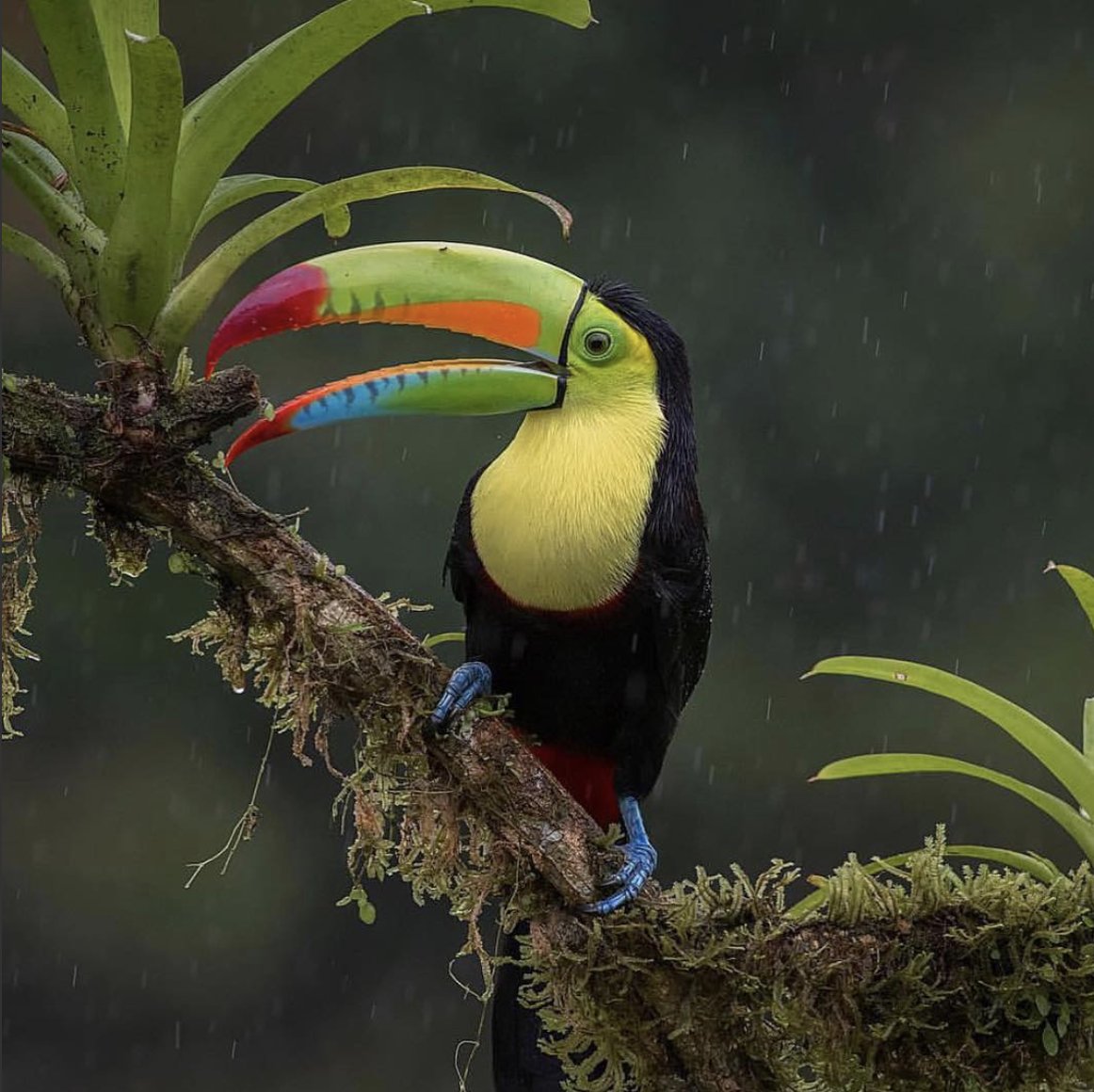 What’s your favorite tropical bird? We’re partial to the colorful toucan. Photo via @jonathan_serranoh #CostaRica
