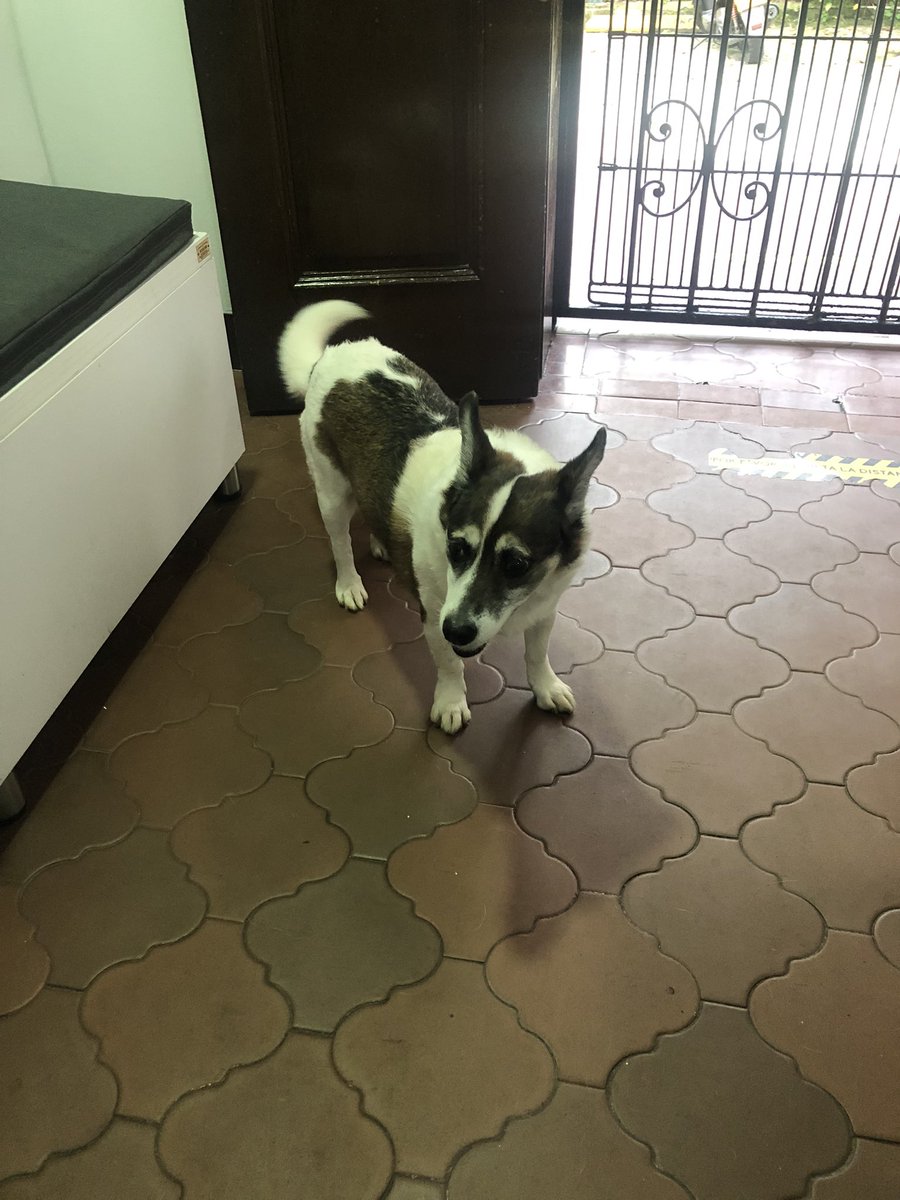 mcano0708's tweet photo. Me encontré esta perrita por el Marymount en la transversal superior. 

Ayúdenme a encontrar a su familia. https://t.co/ikpwQ8wgBG