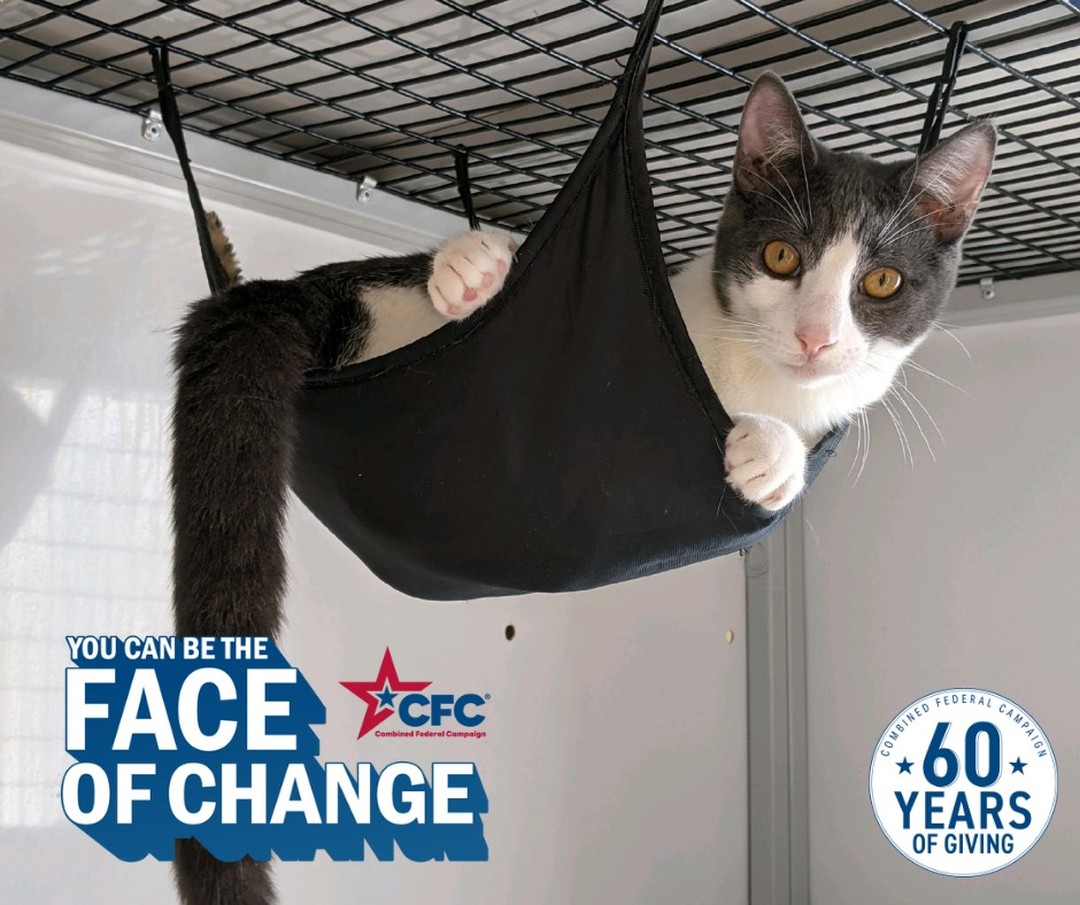 Calling all Federal Employees - King Street Cats needs your help! 

Even though this year's @cfcgives is still mostly virtual, we have the opportunity to attend some in-person events. These are the best way to meet awesome…

📸 instagram.com/p/CVvvlh7N6De/ via tweet.photo