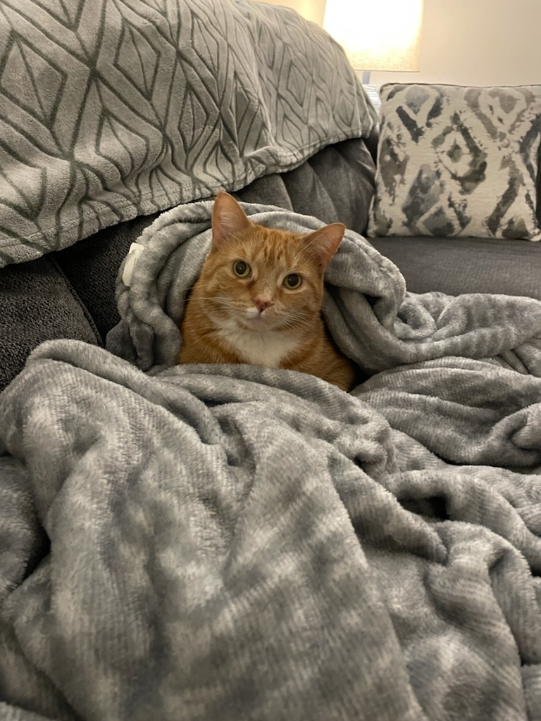 crypto4DaPPL's tweet photo. @kittyzillabsc #KittyZilla has her attention! https://t.co/D76G1MLR4x