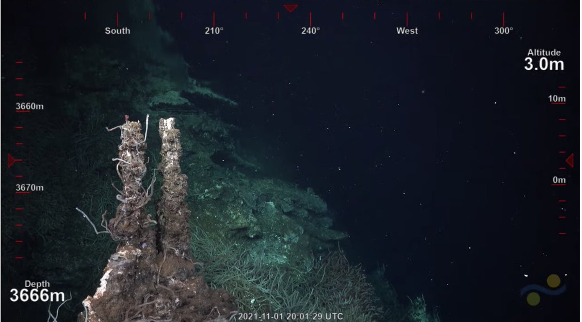 "It looks like bunny ears." We'll be diving on the new hydrothermal feature for a little while longer. #PescaderoVentDiving2 youtu.be/SGxLb0YsZo0