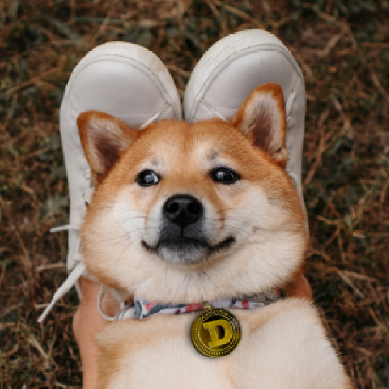 Gemini's tweet photo. Invest safely and securely with the world's leading #crypto exchange @Gemini. Sign up now and trade in minutes 🚀

Buy #Doge on Gemini today 🐕