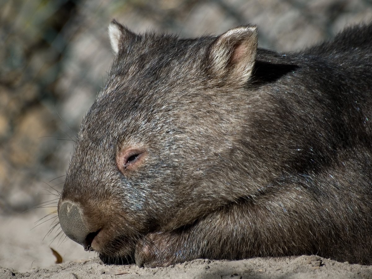 WombatDrool's tweet photo. No Wombat individual or group has ever declared war on another Wombat individual or group. Celebrate peace with Wombat Drool. #wombatdrool #joesmovement https://t.co/LAkKAurW16 https://t.co/iWBQdd0F7i