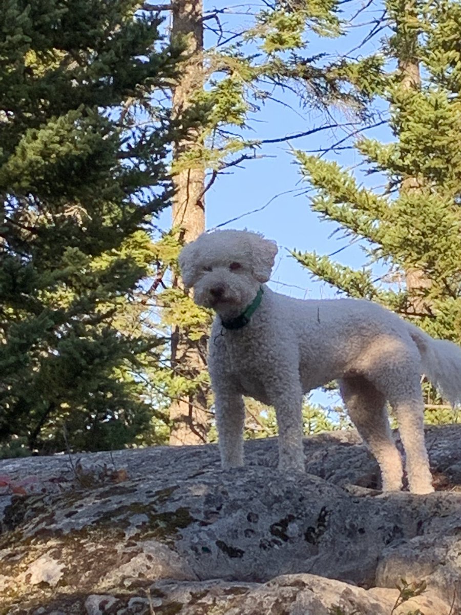 neilsenglenn's tweet photo. @jannarden Queen of the rock #NovaScotia #lagotto #FallLight #Juni https://t.co/J5V7S8olJD