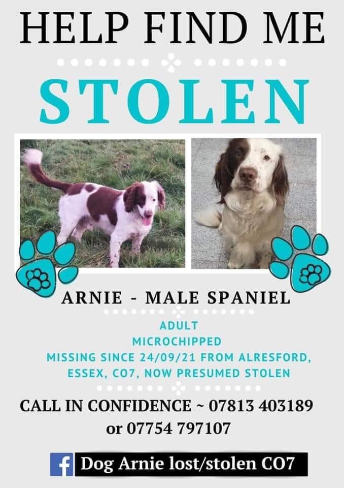 Please share still missing/stolen my Springer spaniel Arnie believed to be in the Isfield/Uckfield area. Desperately want my boy home 🙏🙏❤️