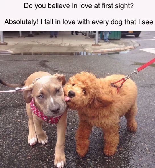 Bark__Paws's tweet photo. Is anyone else guilty of this? π It's not our fault they're so cute!
.
.
.
#barkpaws #dogsoftennessee #tennesseedogs #knoxvilledogs #dogsofchattanooga #dogs #dogstagram #doglover #furmom #dogstyle #dogselfie #dogsrule #petsupplies #puppygram #dogleashes #happydog #petbusiness https://t.co/OBvRgJ8333