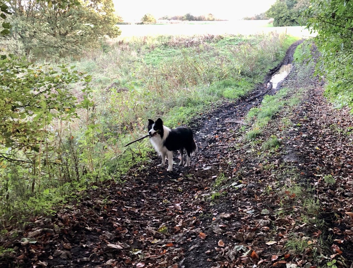 ArchieDog4's tweet photo. I heard the squirrel but didn’t actually see it…. Mum didn’t actually hear the squirrel but she saw it! 🐿🐾🍃🍂🍁 #dogsoftwitter #dogwalking #squirrelalert https://t.co/73DSZLAj4a