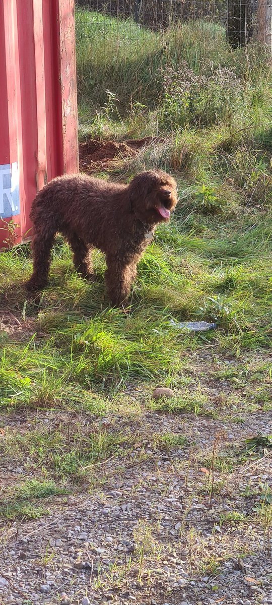 Successful Rescue . Teddy the labrododdle had tunneled under a sea container. 12 feet under, some shoveling and encourement by Adjala-Tosorontio fire crews reunited him with family.