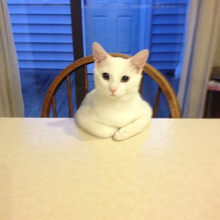 jorxnews's tweet photo. nadie:
absolutamente nadie:

la gente esperando a que salga la actualización del animal crossing: https://t.co/fhpAAqjVts