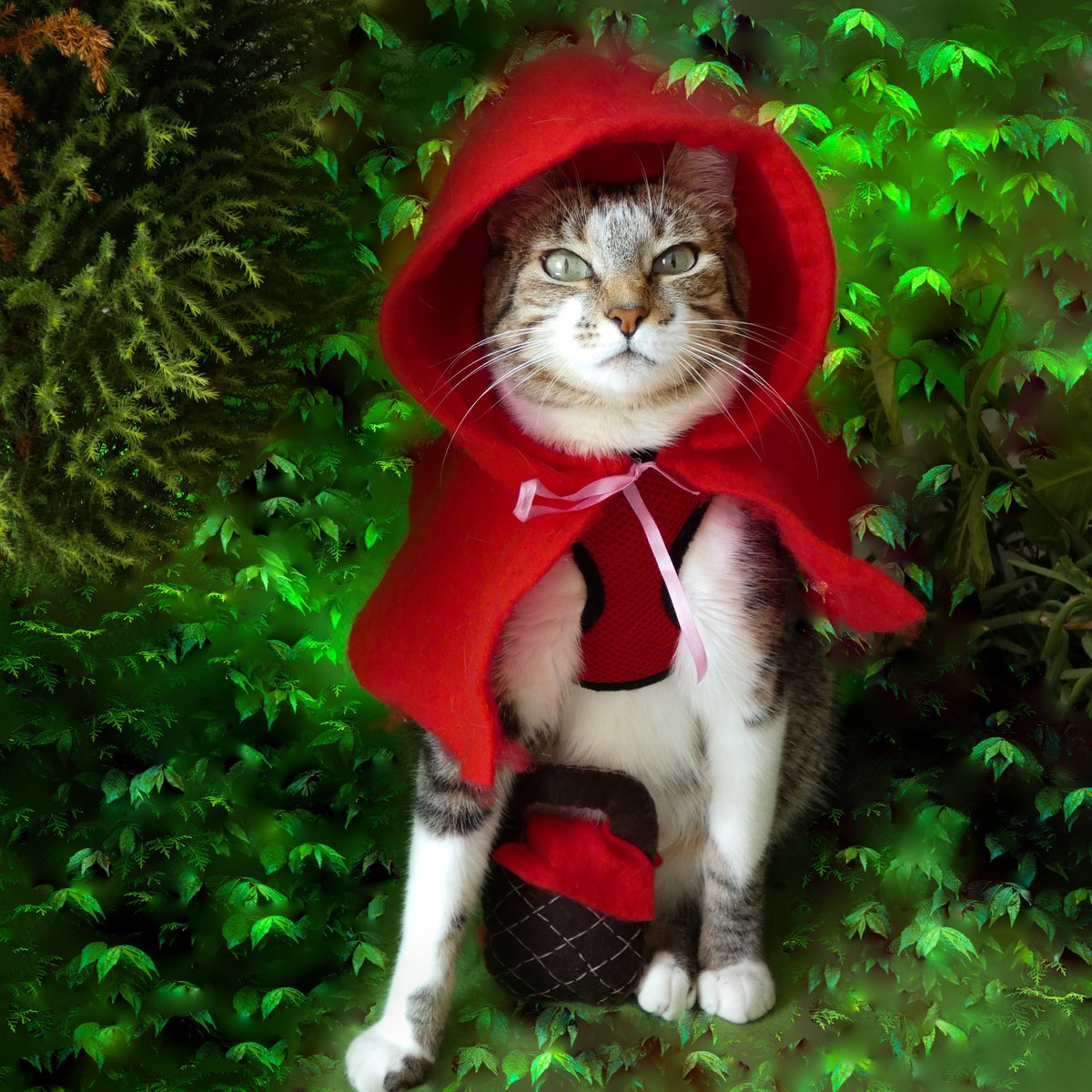Li_the_cat's tweet photo. I'm  little red riding hood Li, I don't like the big bad wolf at all... 
😸what did you think of my costume and my little food basket🧺? my human mom did it all... I hope you had a nice Halloween 🎃👍🏻
❤️Follow https://t.co/3PipPJDi6W  #lithecat #catsofinstagram https://t.co/stBrzp2eN8