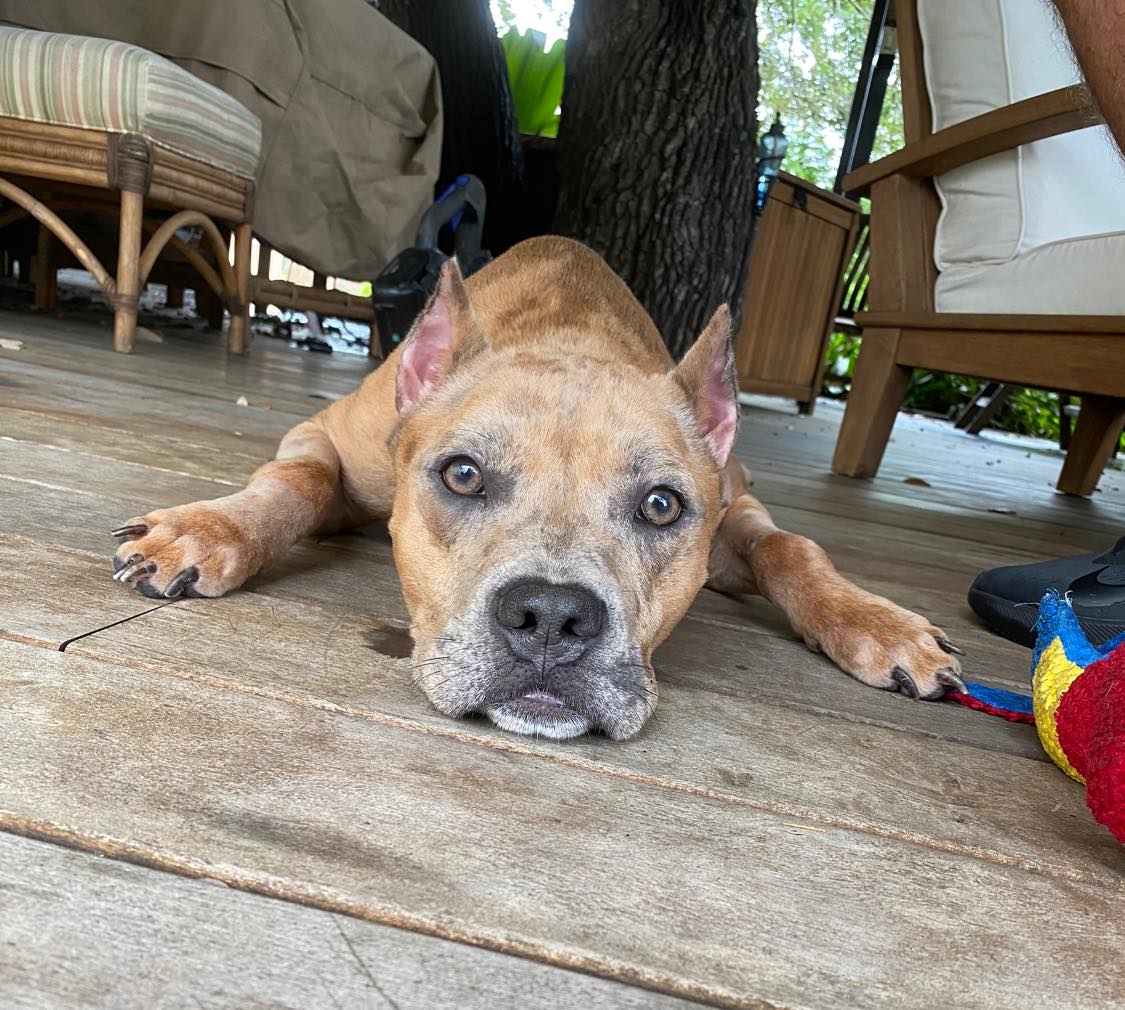 FriendsWithDogs's tweet photo. Update: In our latest podcast, we talk with Michelle Holsinger from Mutty Paws Rescue Inc, which saved the life of a neglected, abused, and nearly starved dog who was at death’s door. Don’t miss her inspiring story! Listen at https://t.co/aGRLtUSNL6 or via your podcast provider. https://t.co/77lnNX2Lve