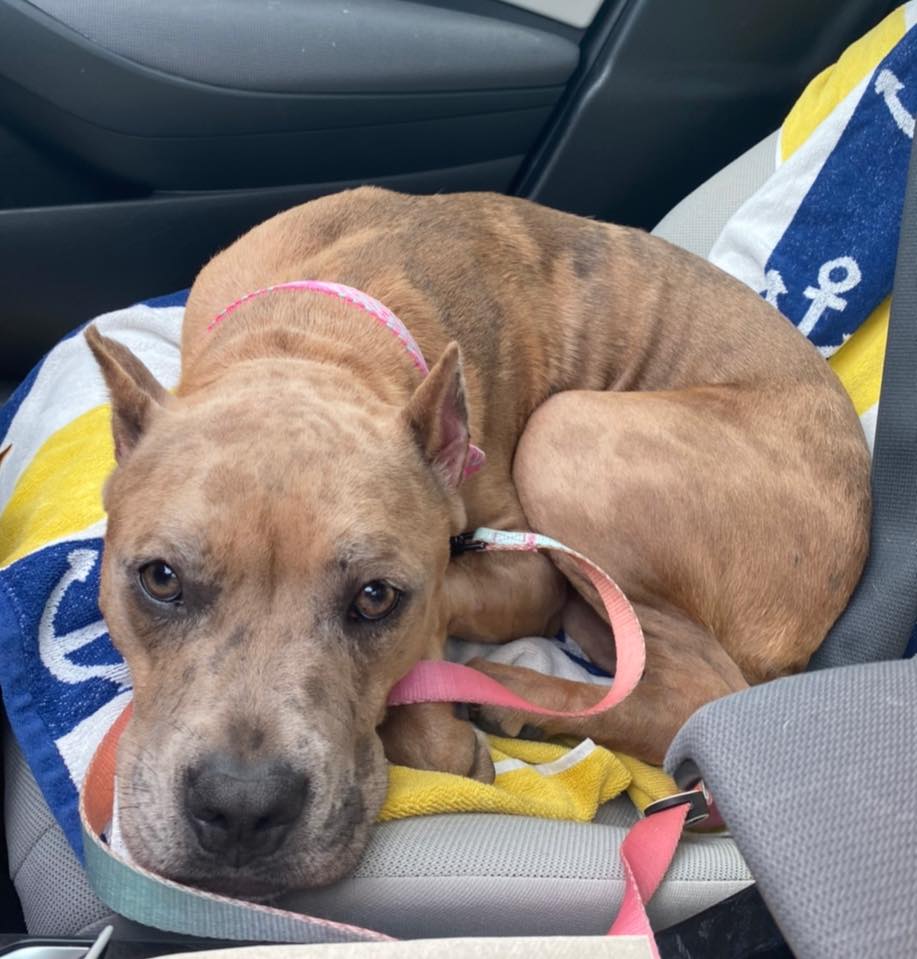 FriendsWithDogs's tweet photo. Update: In our latest podcast, we talk with Michelle Holsinger from Mutty Paws Rescue Inc, which saved the life of a neglected, abused, and nearly starved dog who was at death’s door. Don’t miss her inspiring story! Listen at https://t.co/aGRLtUSNL6 or via your podcast provider. https://t.co/77lnNX2Lve