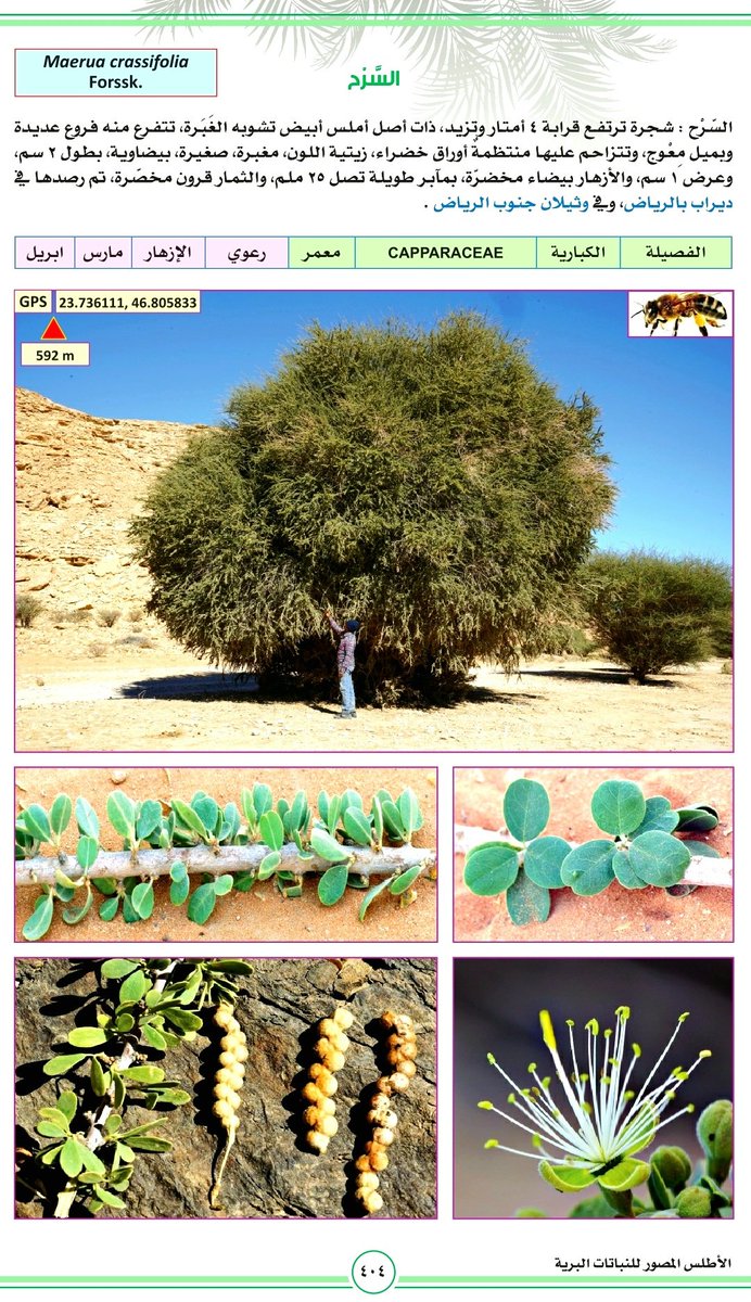 awad_alsoroor's tweet photo. شجرة ( السرح )
قال الشاعر :
يامحلا الفنجال بأرض براحي
ريح العويدي ذاخره عقب مافاح
في ظل (سرحةٍ) والركايب ضواحي
والبال من كثر الهواجيس منساح https://t.co/e3F6UrlVxZ