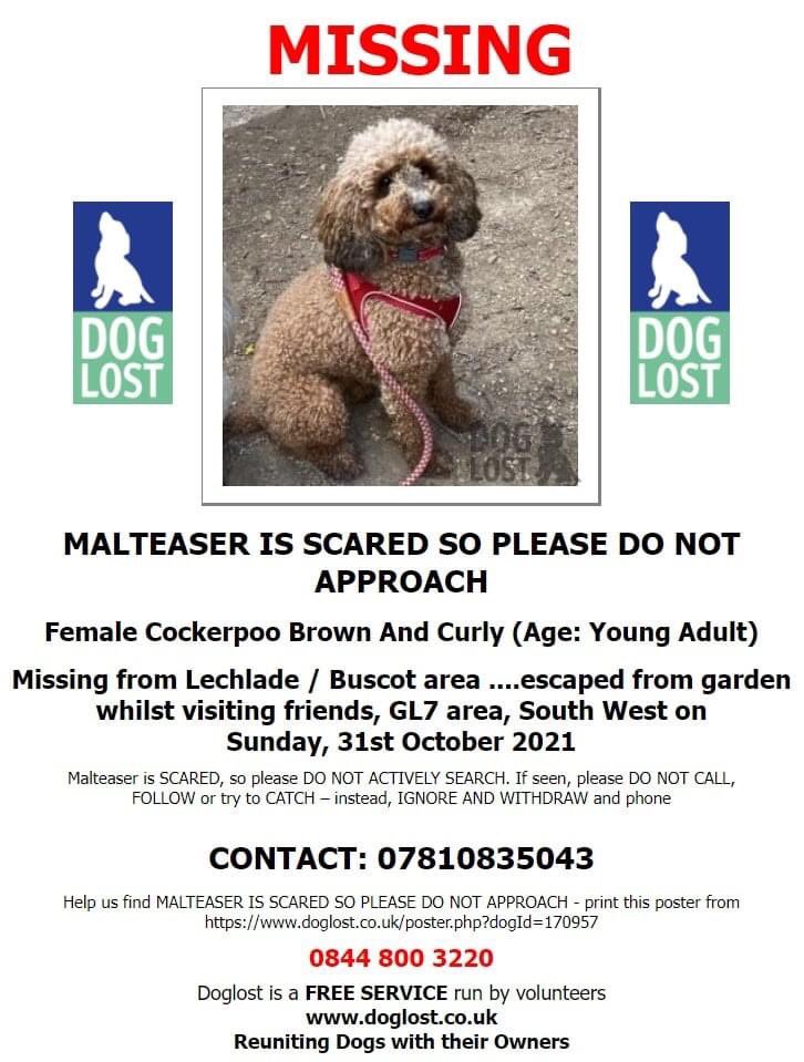 Brown, curly, Cockapoo missing from Lechlade/Buscot area since Sunday whilst visiting friends. Home is Swindon. 07810835043 * she's scared, so please DO NOT ACTIVELY SEARCH for her * if seen, please DO NOT CALL, FOLLOW or try to CATCH – instead, IGNOREE