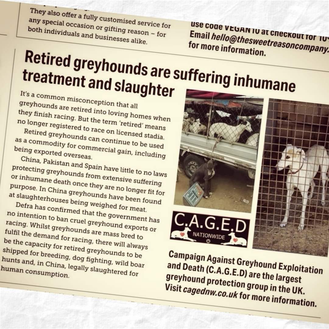 CAGEDnw's tweet photo. Really impressed with the feedback we have so far received from our piece in yesterday's Observer Newspaper.
#rescue #rescuednotretired #expirednotretired #Greyhounds #GreyhoundRacing #thisrunsdeep #greyhoundsmakegreytpets https://t.co/GiWbvv7pKk