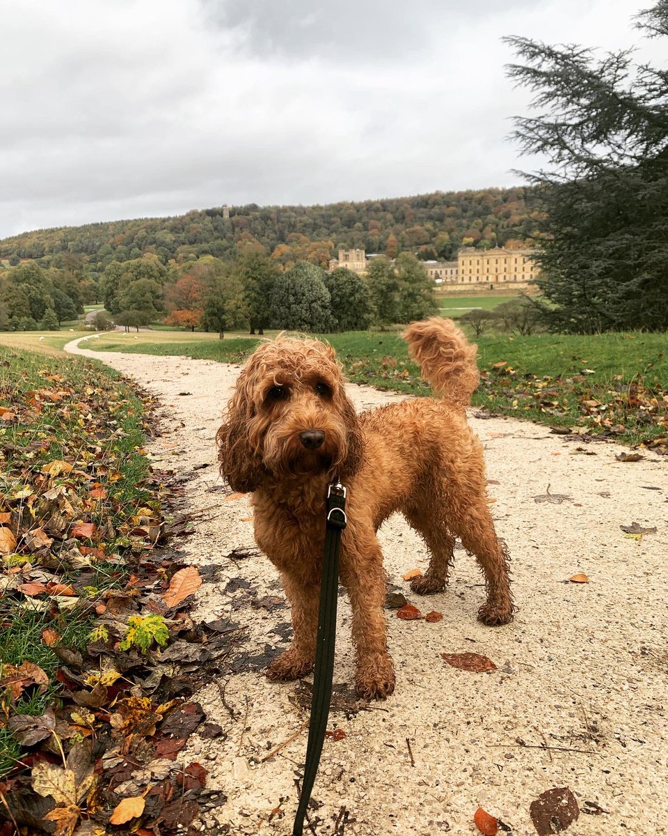 Bella 💕 <a href="/ChatsworthHouse/">Chatsworth</a> #dayoff #dogsoftwitter #Autumnvibes #chatsworthhouse