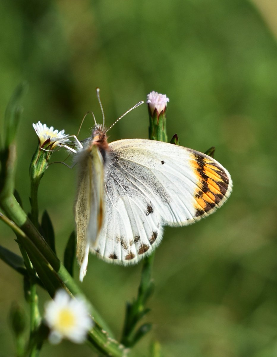 Franjamaso's tweet photo. Colotis evagore

#nature #naturaleza #butterfly #butterflies #mariposa #colotis #colotisevagore #mariposadelatapenera https://t.co/5Yi4czLEVo