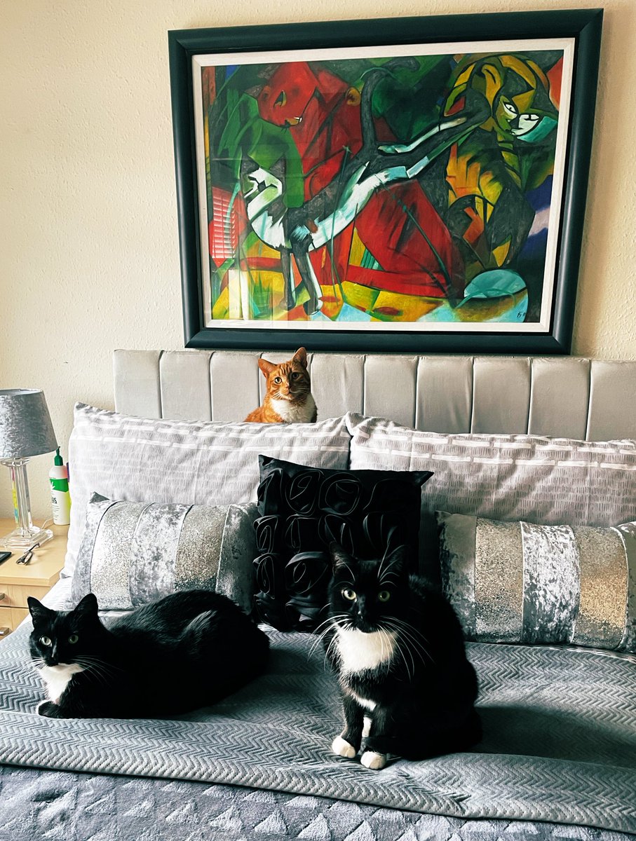 BakingBitchNo1's tweet photo. Look at #GingerHarry hiding behind the pillows. Billy and Sally want some ‘alone’ time 🥰🥰🥰 #CatsOfTwitter #cats #Cat #catradora https://t.co/1l5XhfPobT