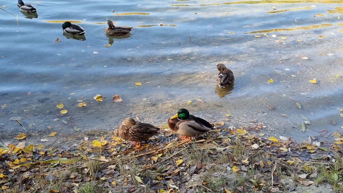 jania456's tweet photo. Sunday morning chill #ducks #autumn #NaturePhotography #duckcouple 🦆🦆🦆🦆🦆 https://t.co/tVI28utqZf