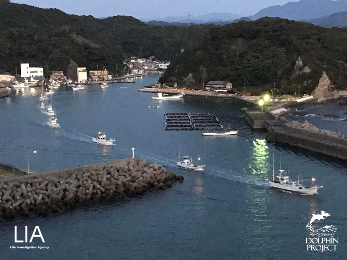Dolphin_Project's tweet photo. Taiji:  LIA reports that the dolphin hunting boats are leaving port.  Think Blue!  November 2, 2021 5:40am #dolphinproject #lifeinvestigationagency https://t.co/8QDtzzIEDx