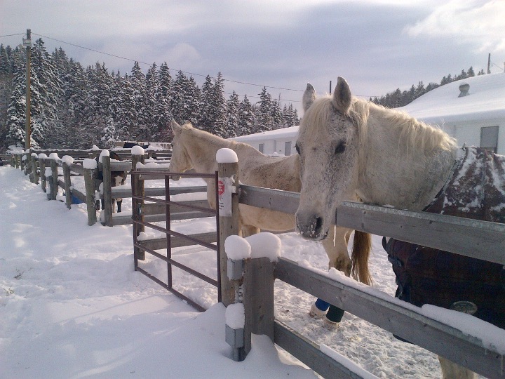 RecAndWellness's tweet photo. This autumn marks the start of the 10th year of our Making Strides equine therapy program! It's been an incredible success thanks to our participants, our partners @EquinoxTCS and Whitemud Equine Learning Centre Association, and of course, this crew! #RecAndWellness https://t.co/Db1tqAZlu9