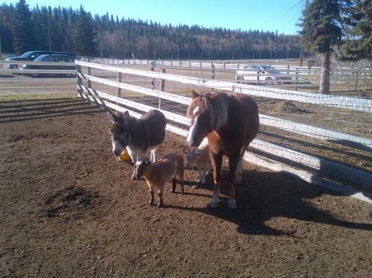 RecAndWellness's tweet photo. This autumn marks the start of the 10th year of our Making Strides equine therapy program! It's been an incredible success thanks to our participants, our partners @EquinoxTCS and Whitemud Equine Learning Centre Association, and of course, this crew! #RecAndWellness https://t.co/Db1tqAZlu9