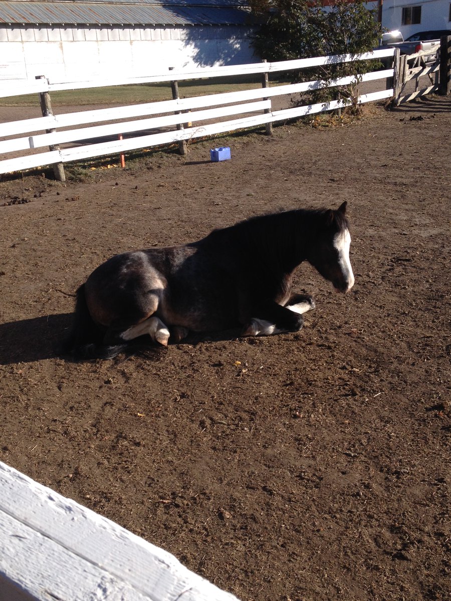 This autumn marks the start of the 10th year of our Making Strides equine therapy program! It's been an incredible success thanks to our participants, our partners <a href="/EquinoxTCS/">Equinox Therapeutic</a> and Whitemud Equine Learning Centre Association, and of course, this crew! #RecAndWellness