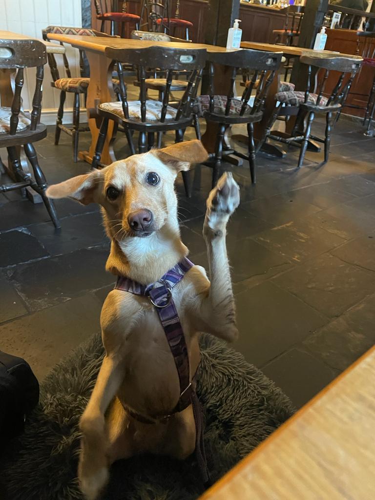 cavedirectwill's tweet photo. On a cheeky domestic holiday of sorts &amp; my dog Nora says hello from her first ever pub visit https://t.co/5eZR04IUWn