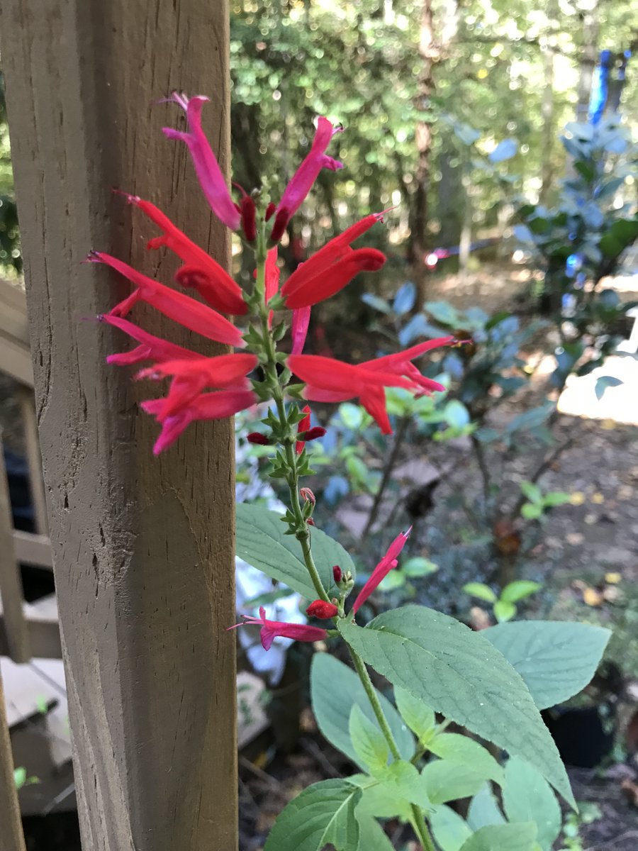 PageDoor's tweet photo. I planted this specifically for the many hummingbirds that pass through here each summer. But it bloomed so late, all the birds were gone before they could enjoy it.

 I know #climatechange has bigger impacts, but these small ones affect birds and (their fans), too.🙁 https://t.co/FsR3PnPHvq