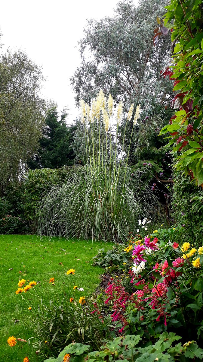 WhereizdazShaw's tweet photo. #GardensHour so glad i decided against digging up the pampas back in Feb https://t.co/Wtm9yhKSU9