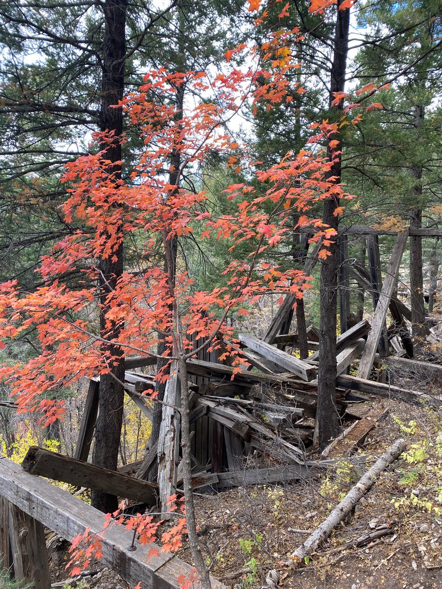 CloudcroftNM's tweet photo. You just can’t beat the sights in our beautiful village! 🍁 

https://t.co/cKw4otKJsv

#nmtrue #trestletrail #fall2021 #cloudcroft #coolcloudcroft #newmexico #fallfoliage #nm #cloudcroftnm #cloudcroftnm🌲 https://t.co/n5qlbabO4l